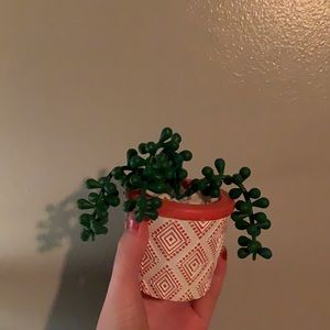 Small/med , fake, potted , succulent , plant
